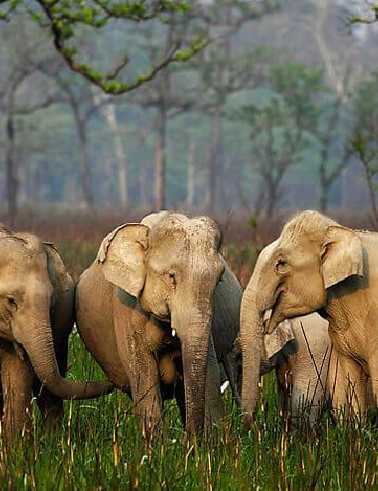 Explore Northeast India's Beauty with Hd Travels